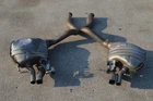 2017 W205 Mercedes C63 Amg Rear Right & Left Exhaust Mufflers Pair Used. Price: $375.00.