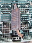 2000-2006 Mercedes Class W220 Rear Exhaust Muffler Oem A2204910700 Used. Price: $250.00.