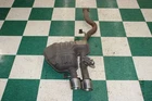 17-20 Pace 5.0L Passenger Right Rh Exhaust Pipe Muffler Dual Tips Oem Factory Used. Price: $237.99.