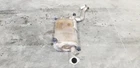 Toyota Land Cruiser LC250 2.4L Hybrid Exhaust Muffler Middle Section Used. Price: $191.25.